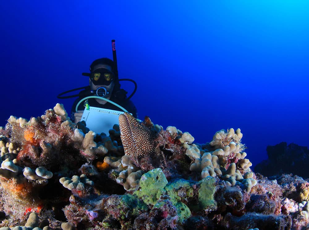 a scuba diver underwater next to a moray eel