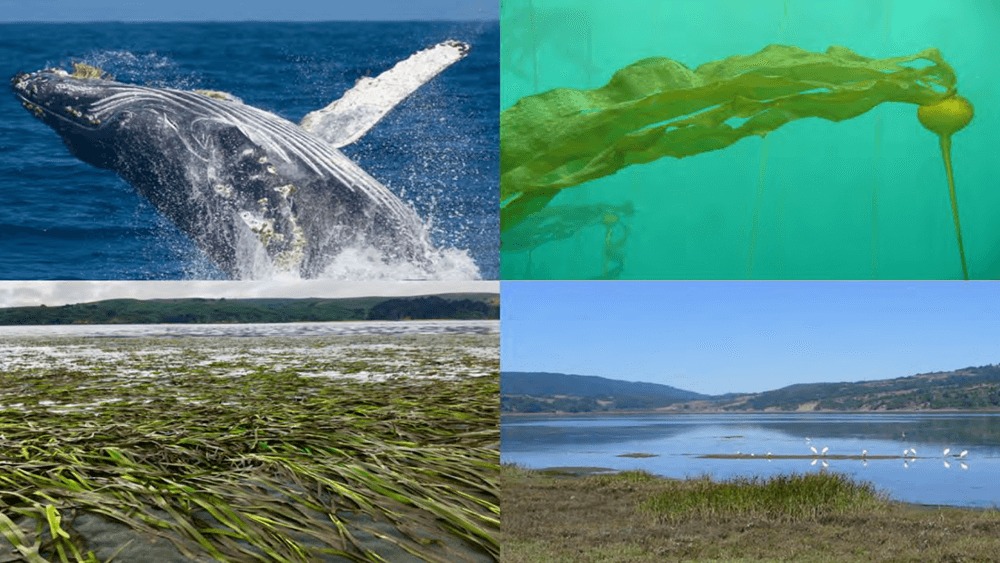 Four photo collage: From left to right and top row to bottom: Humpback whale breaching in blue water, kelp forest in turquoise water, seagrass on shore with green mountain in the back, white birds on water with mountains in the background and blue sky.