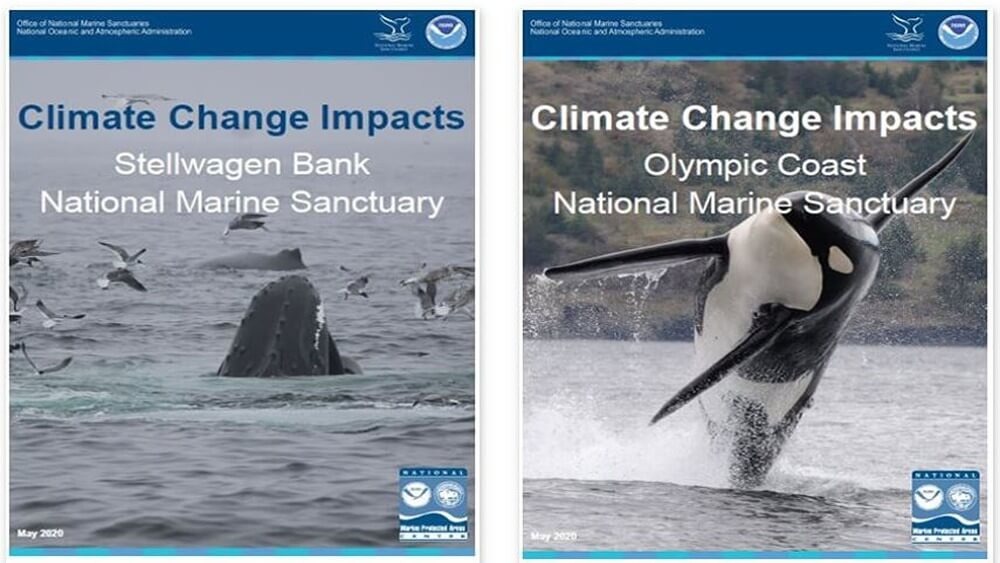 Climate change impacts reports from Stellwagen Bank National Marine Sanctuary and Olympic Coast National Marine Sanctuary. Left to right: two humpback whales surfacing and birds in Stellwagen National Marine Sanctuary. Orca whale breaching in Olympic Coast National Marine Sanctuary.