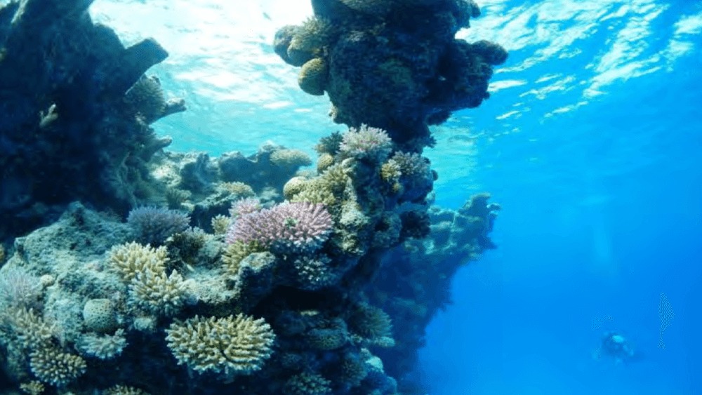 From left to right, large colorful coral reef in bright blue water, diver in the distance.