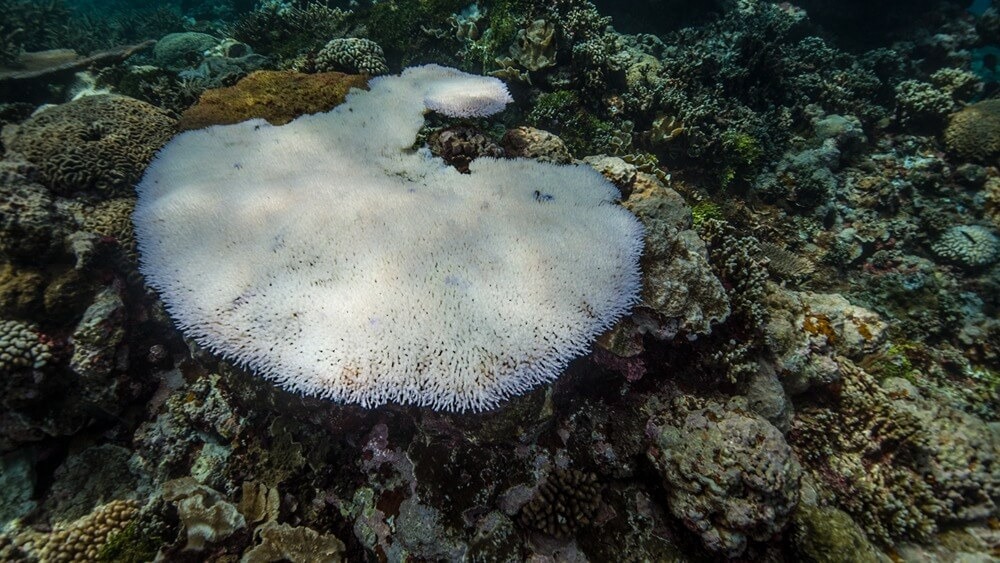 Large coral reef with a wide reaching bleached coral.