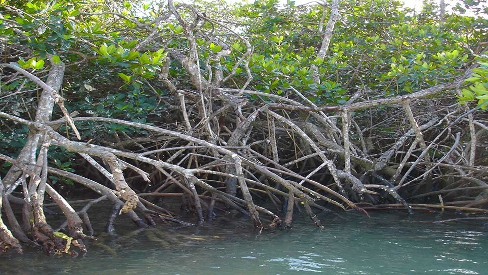 Mangrove forest with bright green leaves.