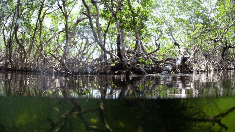 From top to bottom: Mangrove forest with sun shining through trees, surface of water, underwater with branches of trees in view.