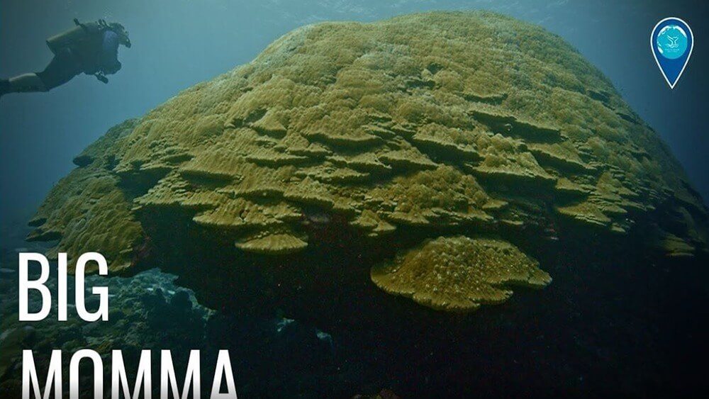 From left to right: Diver swimming from left to right above large coral reef with text in the bottom left corner Big Momma.