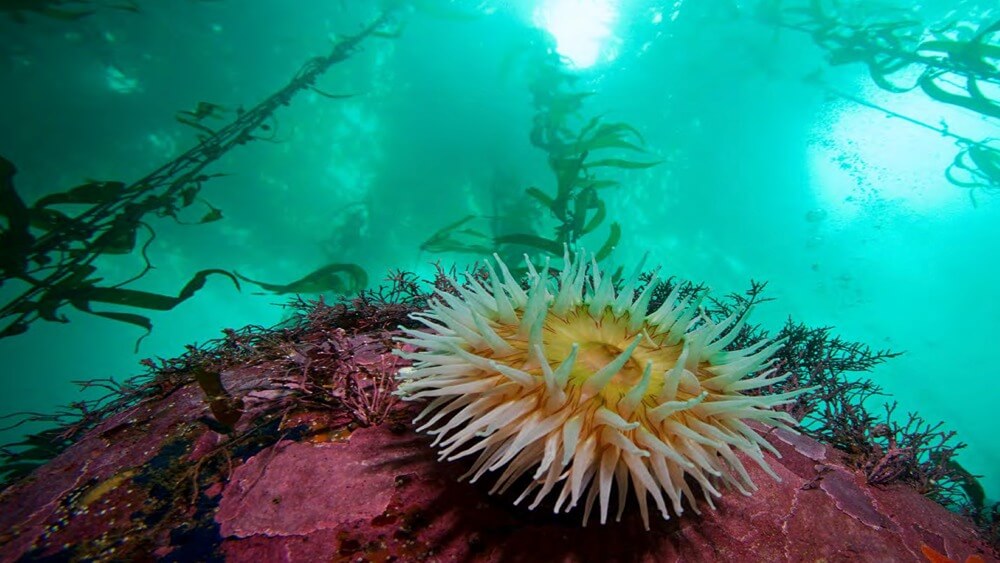 Large white and yellow sea anemone with tall kelp forests above in turquoise water.