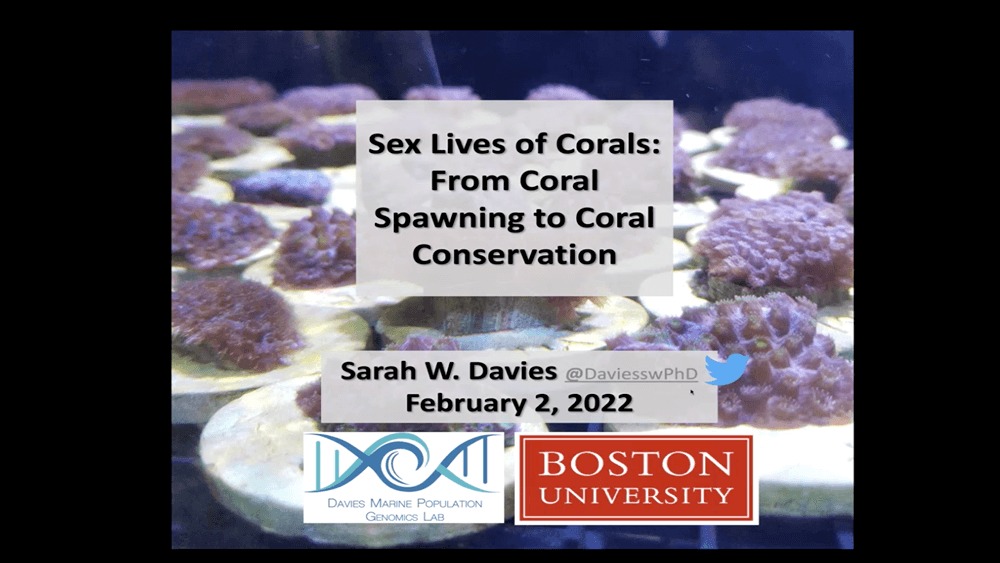 Presentation slide titled Sex Lives of Corals: From Coral Spawning to Coral Conservation with coral restoration photo as background. Boston university logo and Davies Marine Population Genomics Lab logo at the bottom.