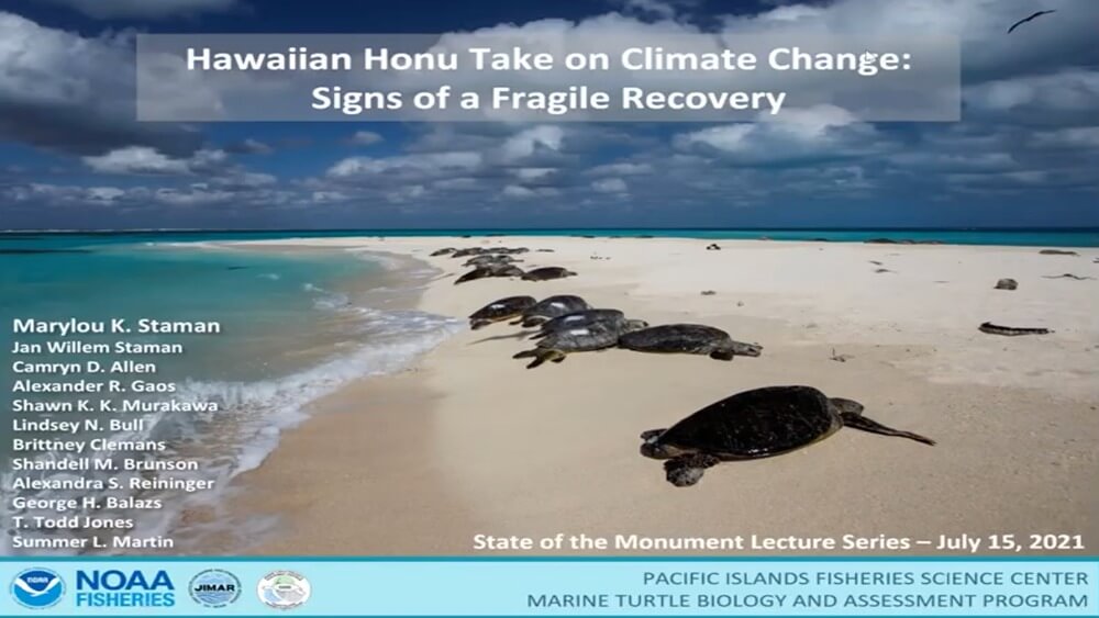 Presentation slide titled Hawaiian Honu Take on Climate Change: Signs of a Fragile Recover with many large sea turtles laying on a beach in Hawaii with cloudy sky.