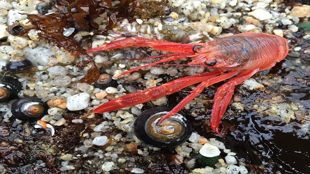 Red pelagic crab in tide pool in Monterey Bay National Marine Sanctuary.