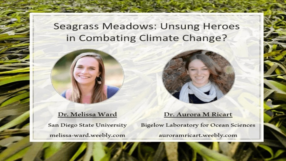 Seagrass meadow background with white text box with title Seagrass Meadows: Unsung Heroes in Combating climate Change with photos of each speaker.