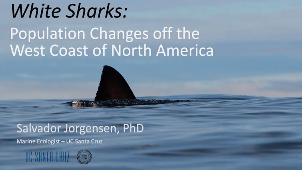 Presentation slide titled White Sharks: Population changes off of the west coast of north america, and a shark fin coming out of the top of the surface.