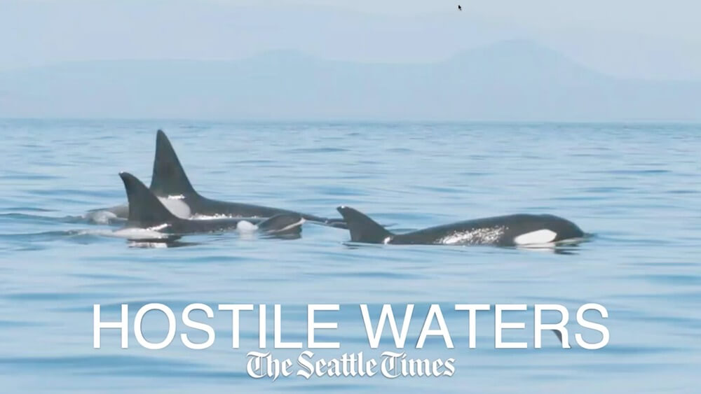 Three orcas’ dorsal fins emerging from the water with text Hostile Waters, The Seattle Times.