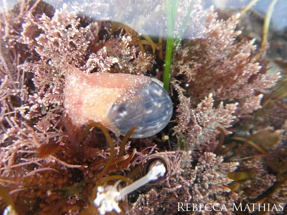 A close-up photo of a California bubble snail in a tidepool.