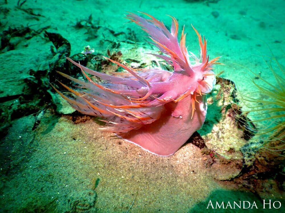A colorful pink giant nudibranch sits on the ocean floor
