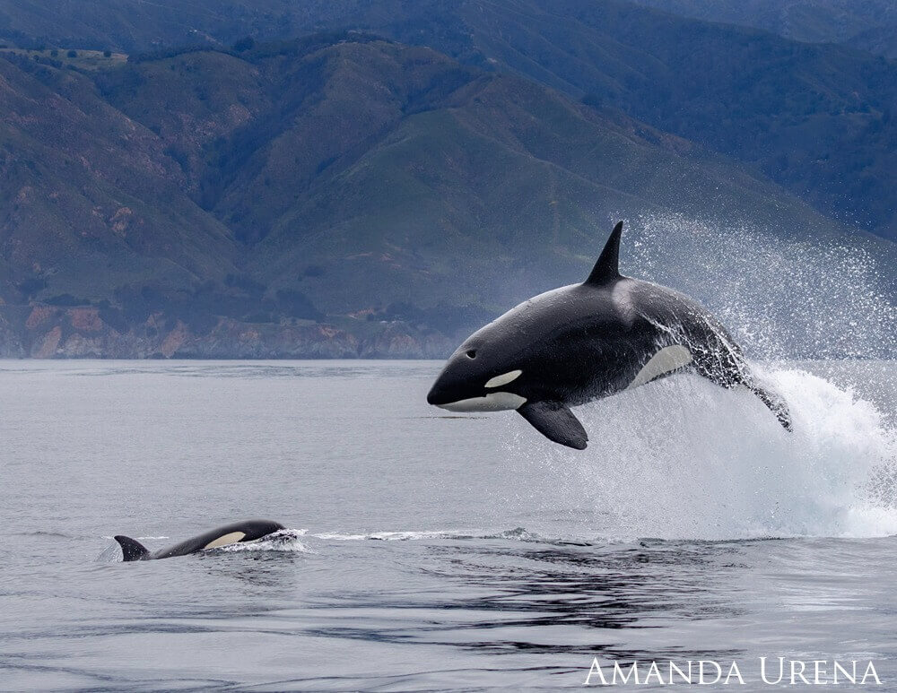 Orca breaching breaching the surface of the ocean with mountains in the background