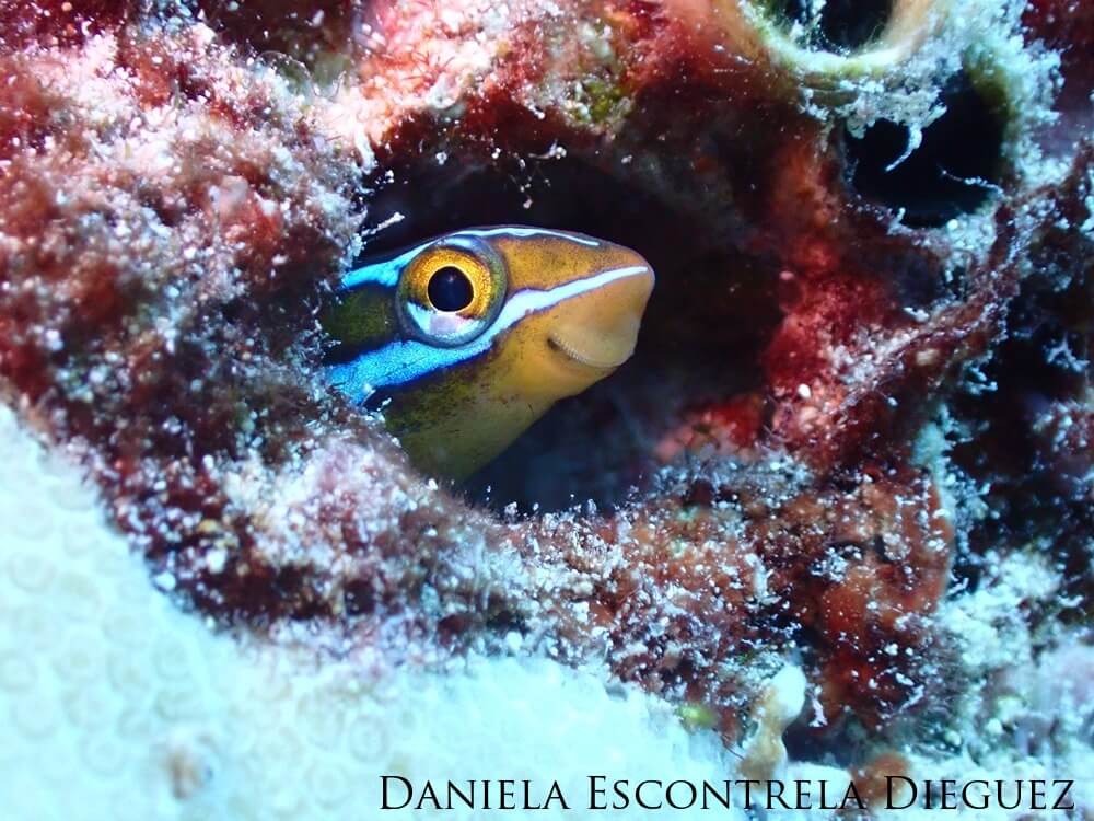 A fangblenny pokes its head out of a hole to show a goofy, smiling face