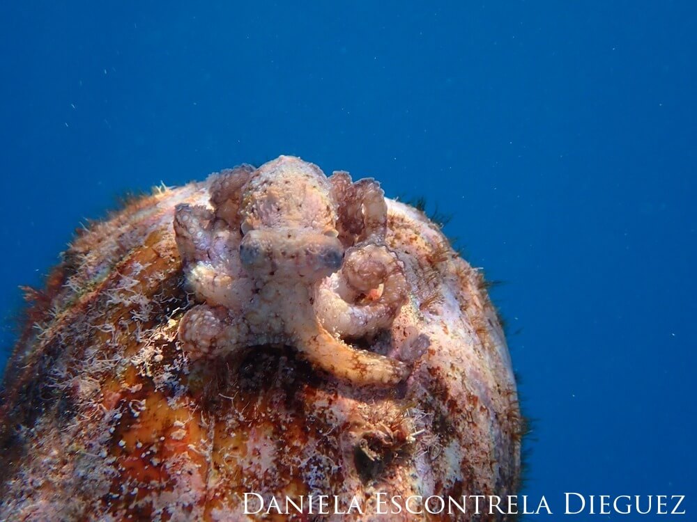 A baby octopus sits on a cone snail with arms propped up like it's ready to fight