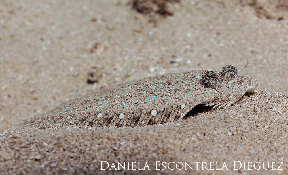 A beige flounder with blue spots lays on the sand