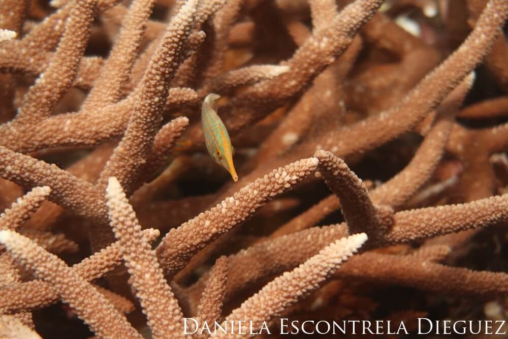 An orange spotted filefish hides among the branches of an Acropora field