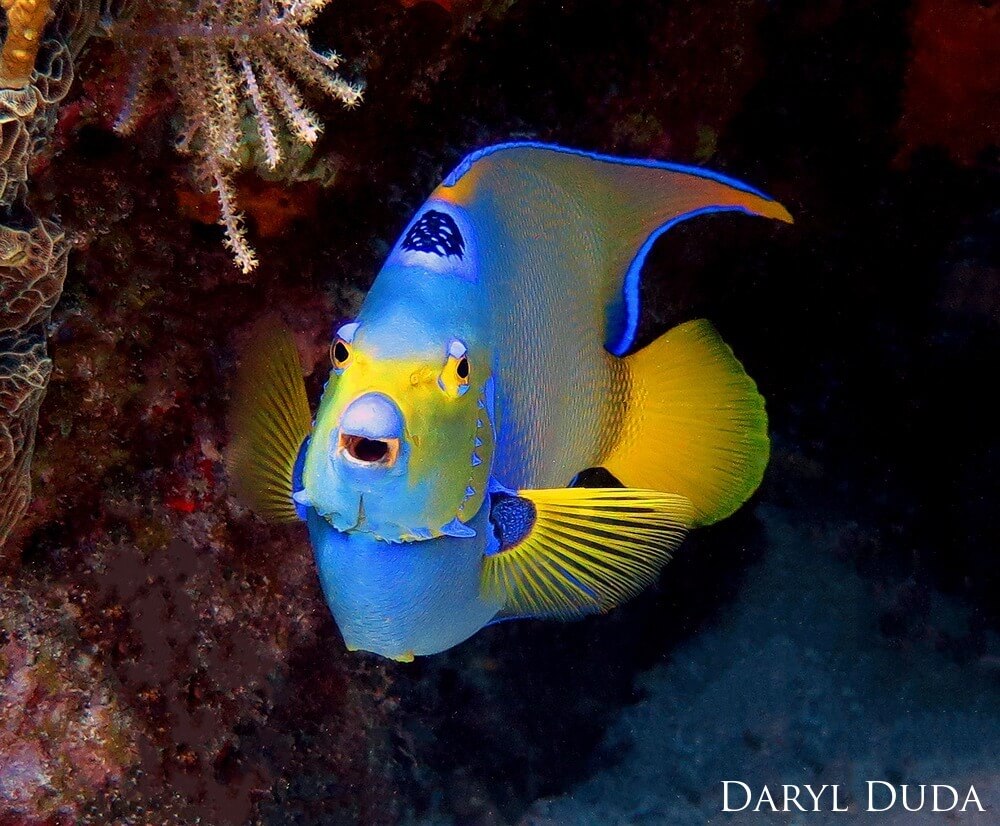 Queen Angelfish darts in and out of the overhangs for protection at Conch Ledge near Key Largo,Queen Angelfish (<em>Holacanthus ciliaris</em>) at Conch Ledge near Key Largo in Florida Keys National Marine Sanctuary