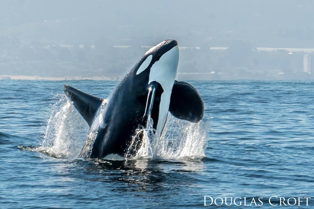 A large male orca breaching from the surface of the water
