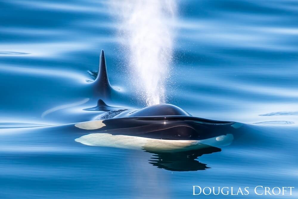 A mostly submerged killer whale exhales in very clear water