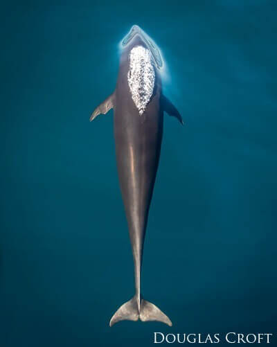 A dolphin exhales while swimming just below the surface
