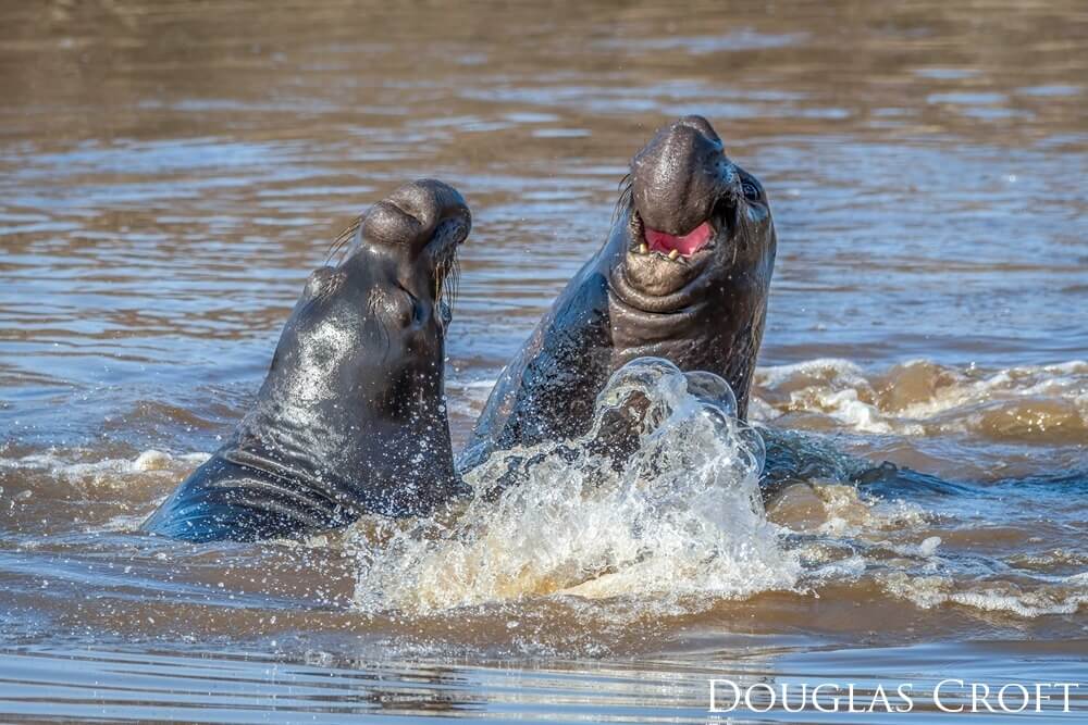 Two elephant seals fighting in the water