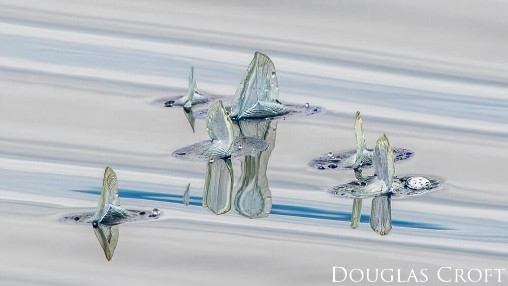 By-The-Wind-Sailors (Velella velella) on the glass looking surface of the water