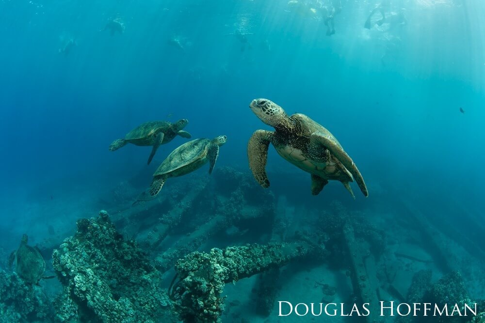 snorkelers are watching three turtles hover around a cleaning station.