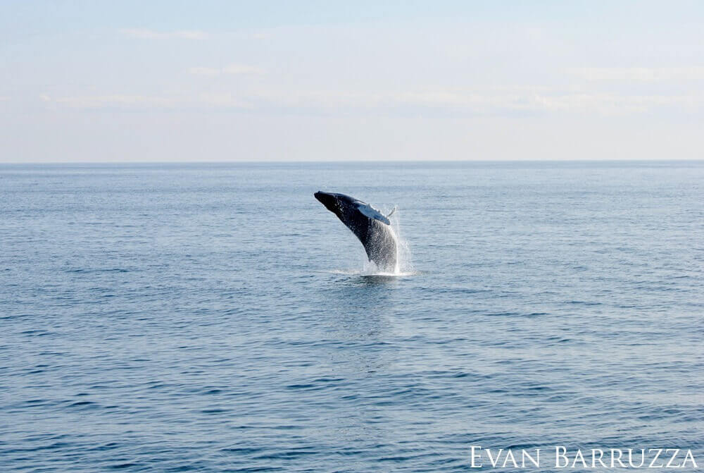 A humpback whale breaching the surface on the horizon