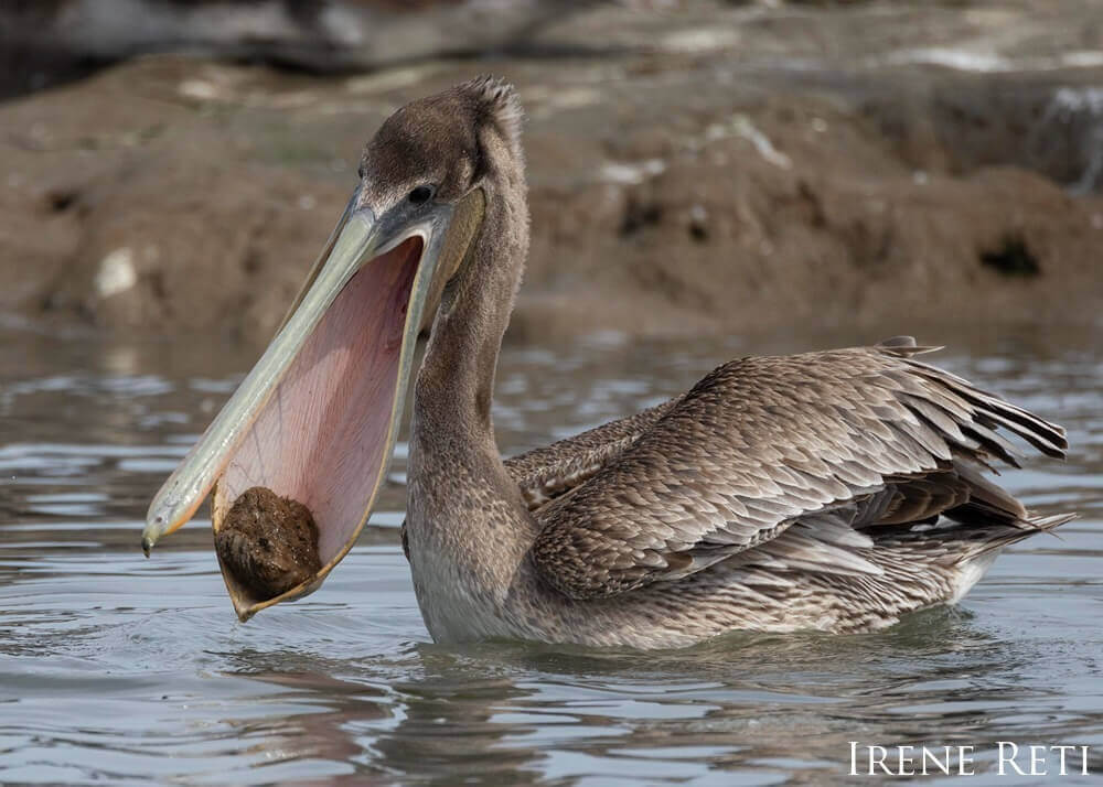 Brown pelican feeding in Elkhorn Slough