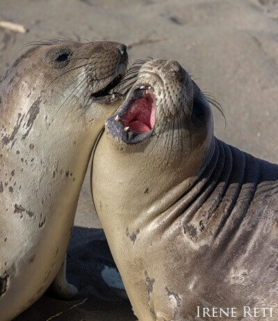 Two male subadult elephant seals mock fighting