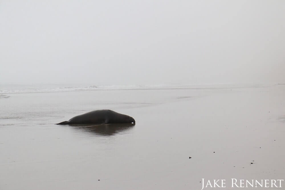 Dark grey elephant adult elephant seal moving from the ocean to shore on a calm glassy day. The seal is moving from the right to left side of the frame