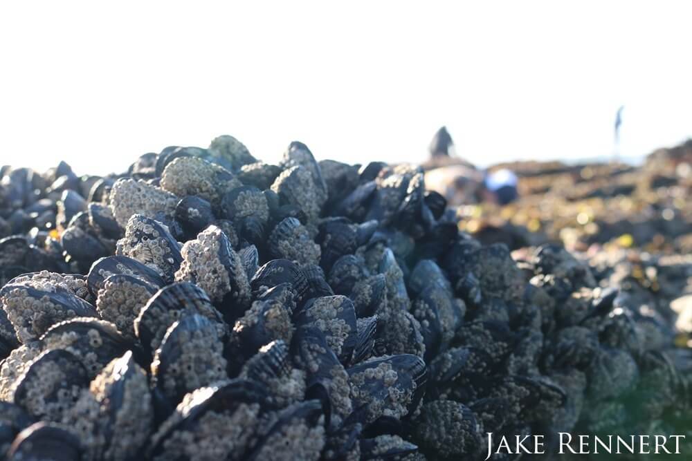 A closeup shot of blue mussels with a blurry image of a person walking in the background