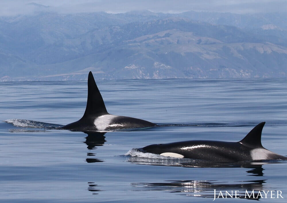 An encounter with 3 rarely seen offshore killer whales in calm blue waters with Big Sur ca in the background