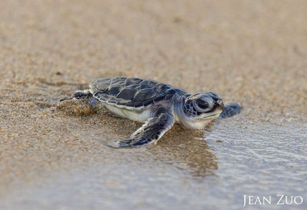 A newly hatched green sea turtle baby is at the edge of the Atlantic Ocean in South Florida