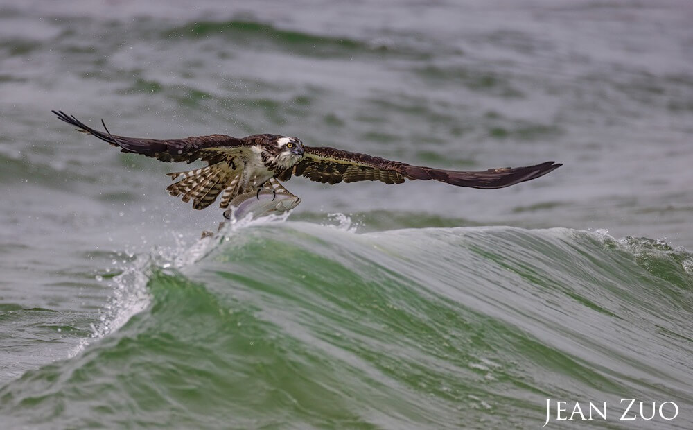 An osprey caught a big fish in the Atlantic Ocean. As the osprey is coming out of the water, it appears like it's surfing with its catch over the ocean waves