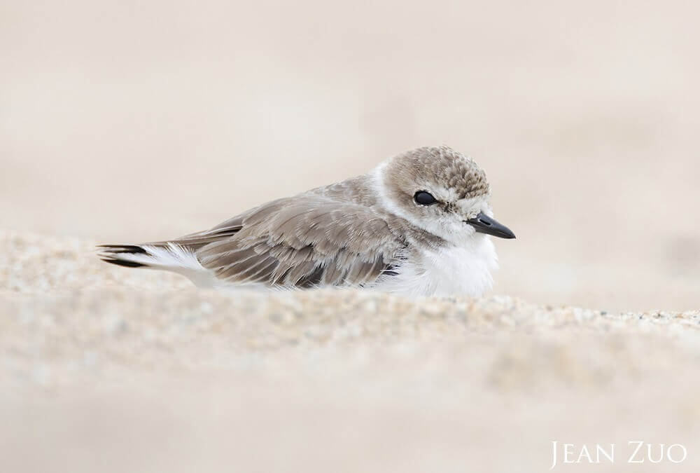 A Snowy Plover is resting in its nest in the sand dunes on a beach in Monterey Bay National Marine Sanctuary