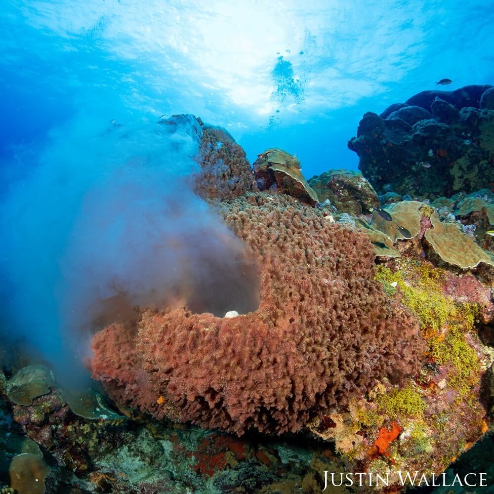 A diver experiences coral spawning in Flower Garden Banks National Marine Sanctuary