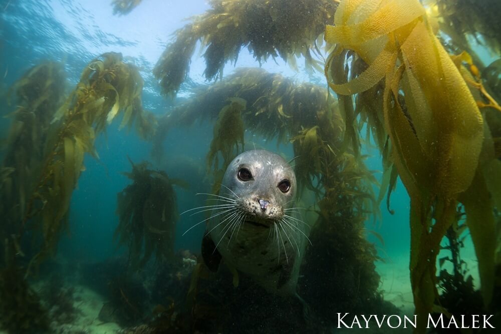 Harbor seal curiously peering into camera surrounded by giant kelp which is growing up to the surface
