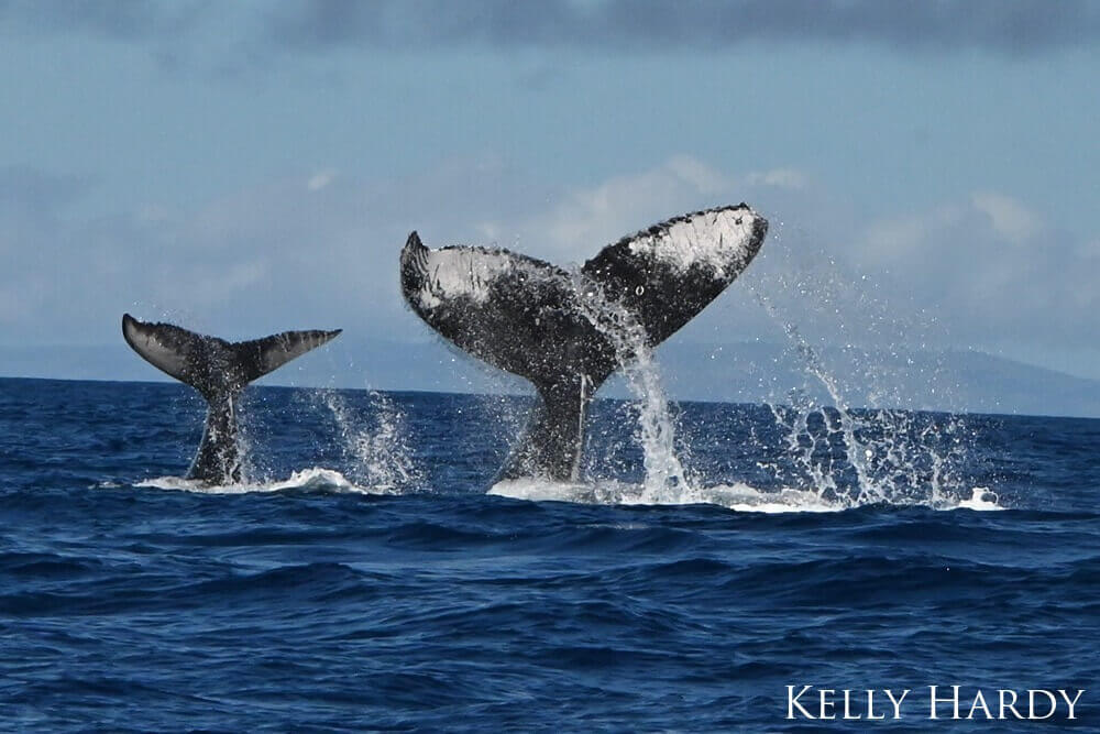 Mom and baby humpback whales with their flukes up together