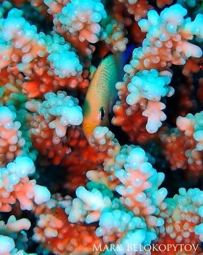 A blue-green damselfish is hiding in a stony coral.