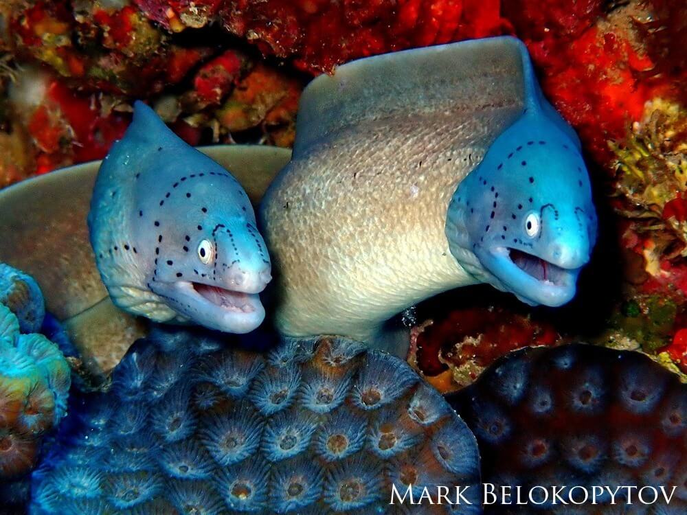 Two geometric moray eels gracefully weaving between the corals of a vibrant reef.