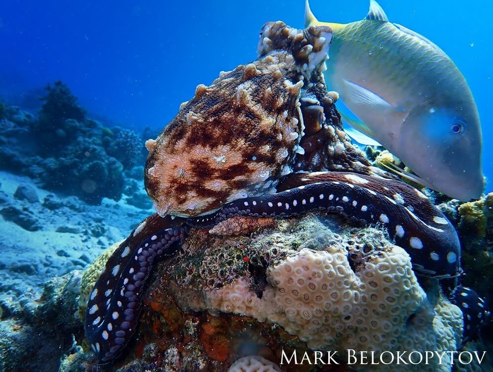 A big blue octopus collaborates with a goatfish in their hunting endeavor.