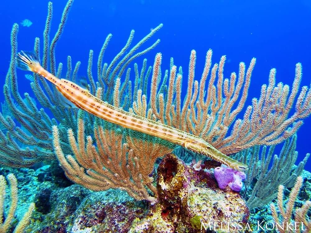 Trumpetfish swims through coral.