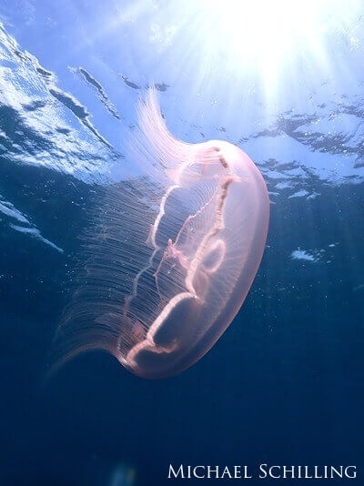 A jellyfish in the shape of a saucer with a sunball above it
