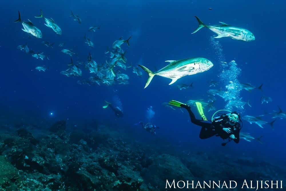 A pair of divers are floating motionless as a school of jacks and a barracuda swim around them, sillouetted by the sun