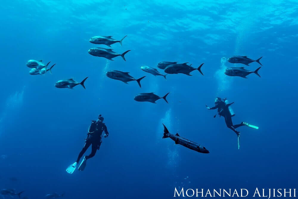 A diver is seen hovering, surrounded by a school of crevalle jacks
