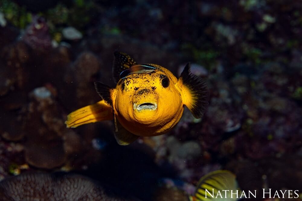 A close-up shot of a yellow-morph spotted pufferfish getting cleaned by a red-lipped cleaner wrasse
