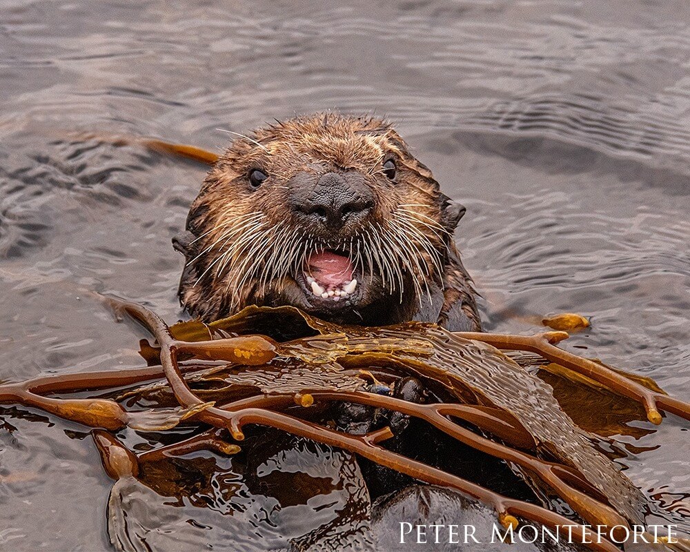 Young southern sea otter in kelp bed